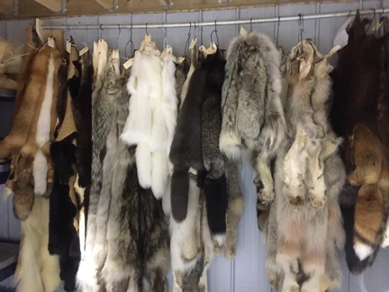Projet Tannerie Peaux d'animaux suspendus
